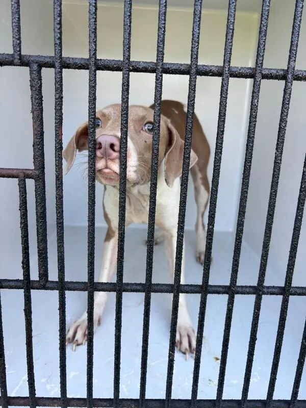 An adult medium-sized female Brown / Chocolate Mixed Breed dog named Poppy for adoption in Mobile, AL