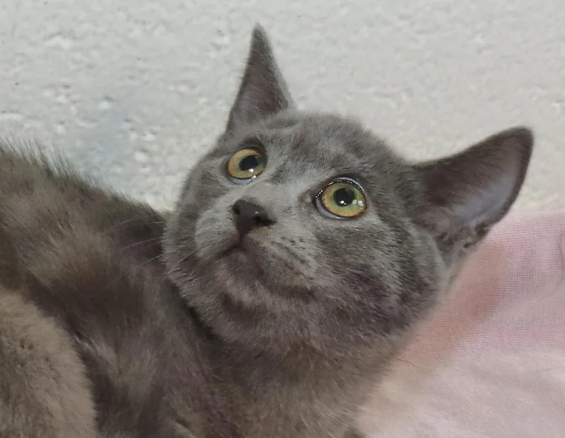 A baby medium-sized female Gray / Blue / Silver Russian Blue cat named Pearl for adoption in Euclid, OH