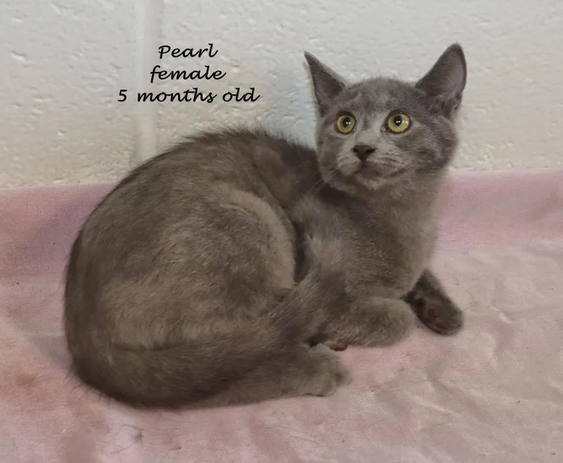 Pearl thumbnail 6