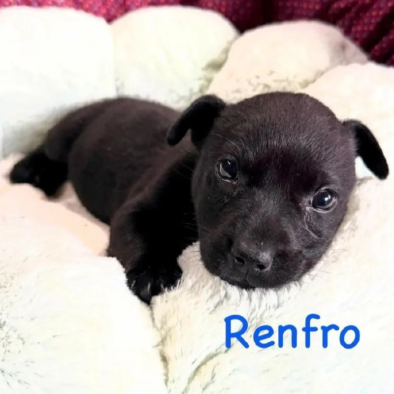 A baby medium-sized male Black Terrier dog named Renfro for adoption in Tampa, FL