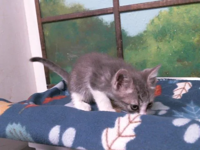 A baby small-sized male Domestic Short Hair cat named Kenzo for adoption in Houston, TX