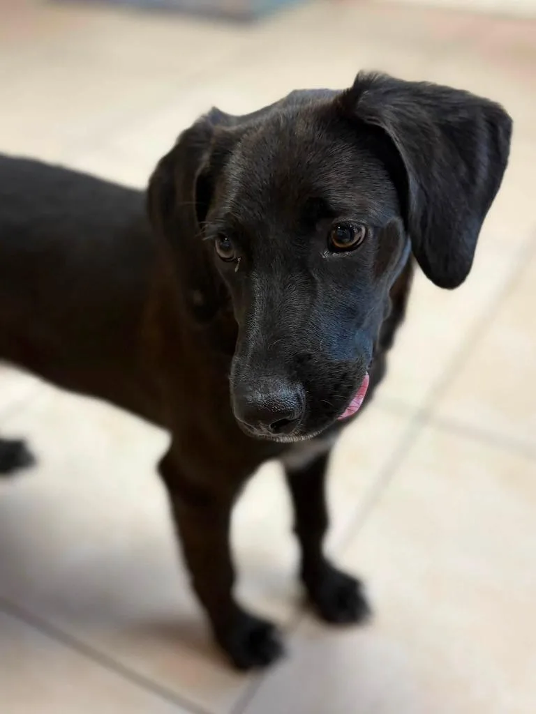 A baby medium-sized female Mixed Breed dog named Mildred for adoption in Fond Du Lac, WI