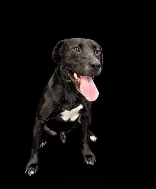 An adult medium-sized male American Bulldog dog named Pluto for adoption in Winter Haven, FL
