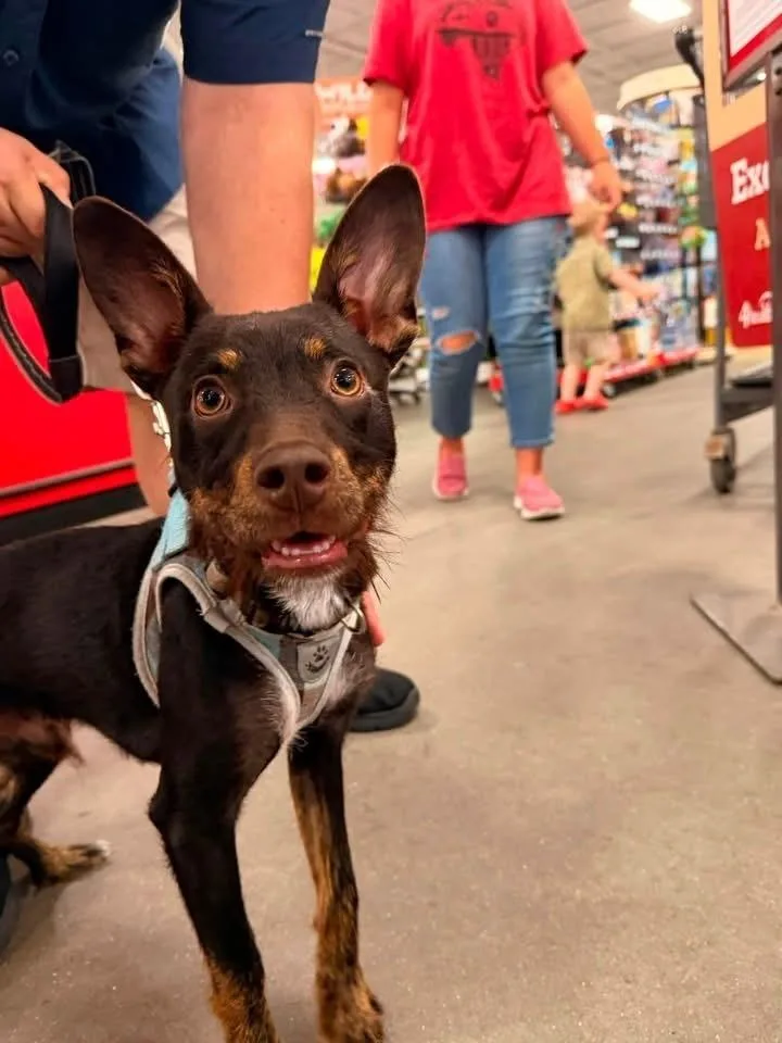 A baby medium-sized male Terrier dog named Atlas for adoption in Silsbee, TX