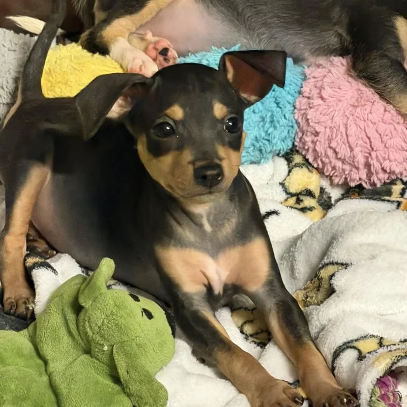 A baby small-sized male Rat Terrier dog named Ford for adoption in Orlando, FL