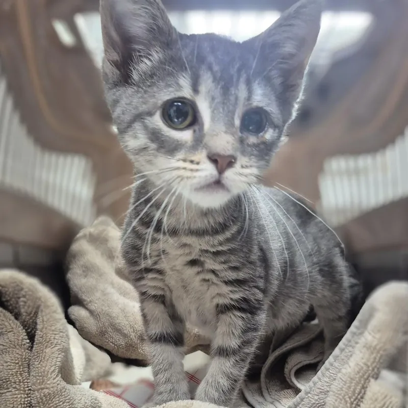 A baby small-sized female Domestic Short Hair cat named Tiny Marble for adoption in Newark, NJ