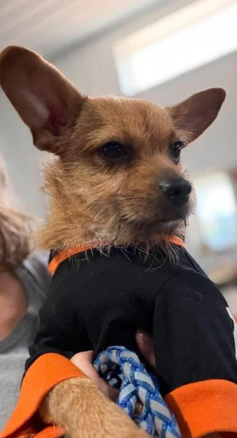 A young medium-sized male Chihuahua dog named Whiskey for adoption in Ashville, OH