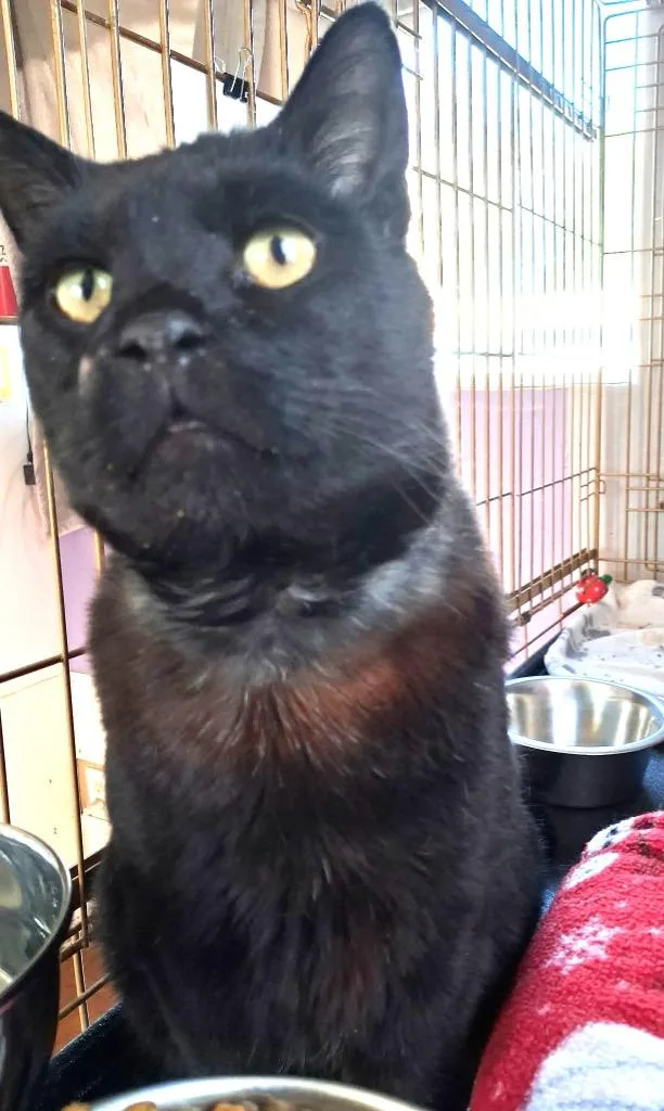 An adult large-sized male Domestic Short Hair cat named Bear for adoption in Ogden, UT