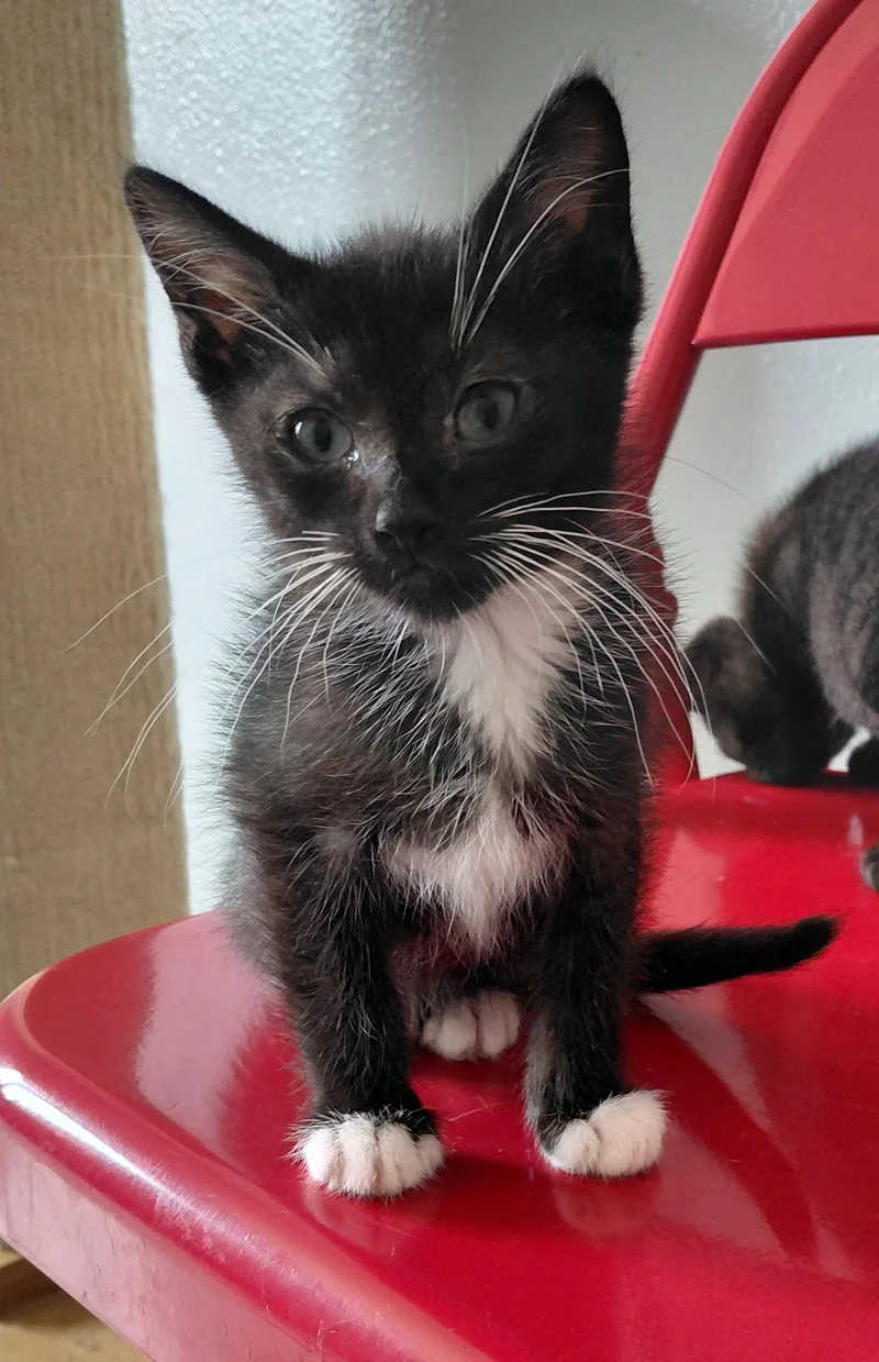 A baby medium-sized male Black & White / Tuxedo Domestic Short Hair cat named Dubai for adoption in Montello, WI