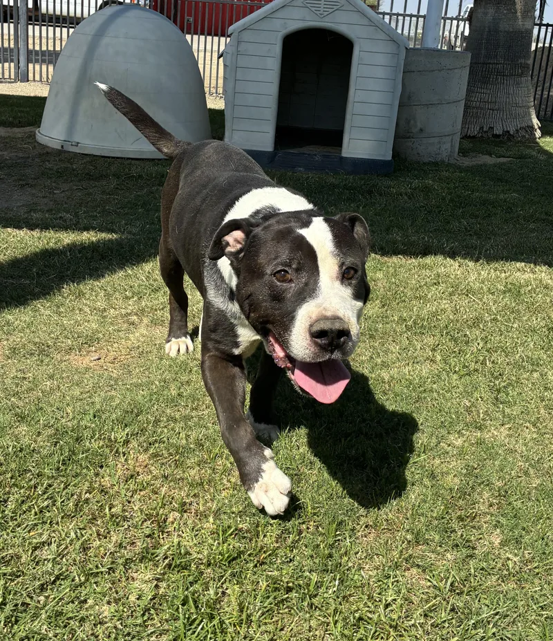 An adult medium-sized male American Staffordshire Terrier dog named Titan for adoption in Delano, CA