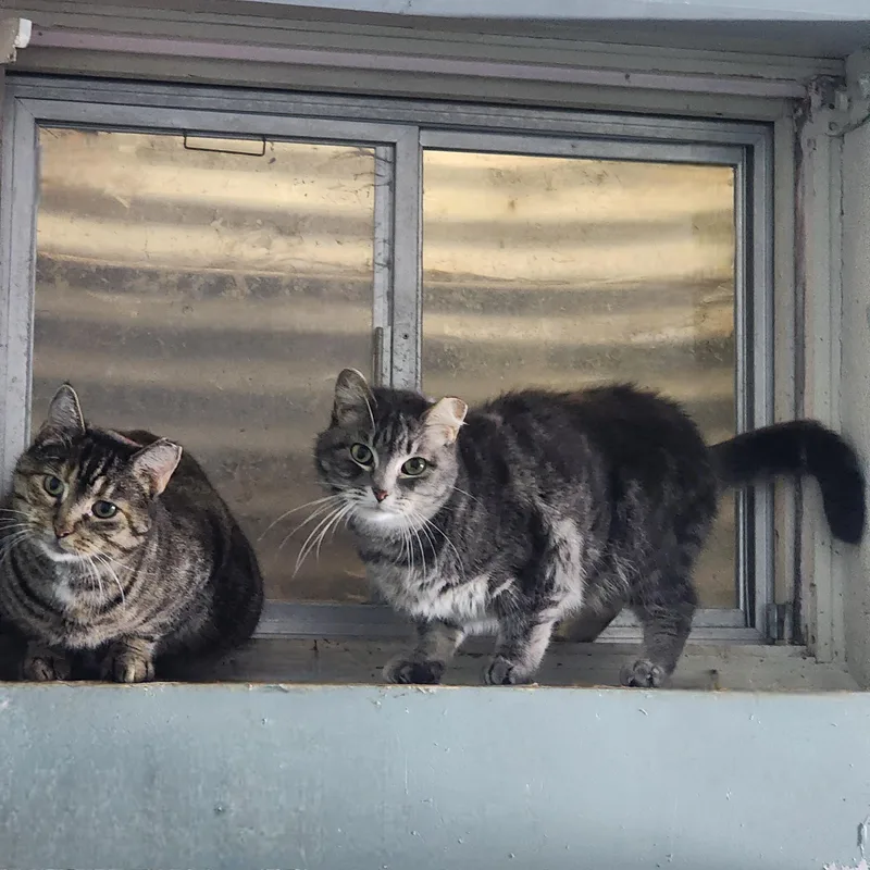 Empress Meow Meow thumbnail 2