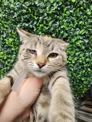 A baby small-sized female Domestic Short Hair cat named Carmen $ Inside Only; for adoption in Seneca, SC