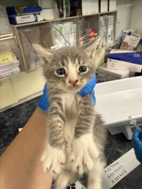 A baby small-sized male Gray / Blue / Silver Domestic Short Hair cat named Greyson for adoption in Woodland, CA