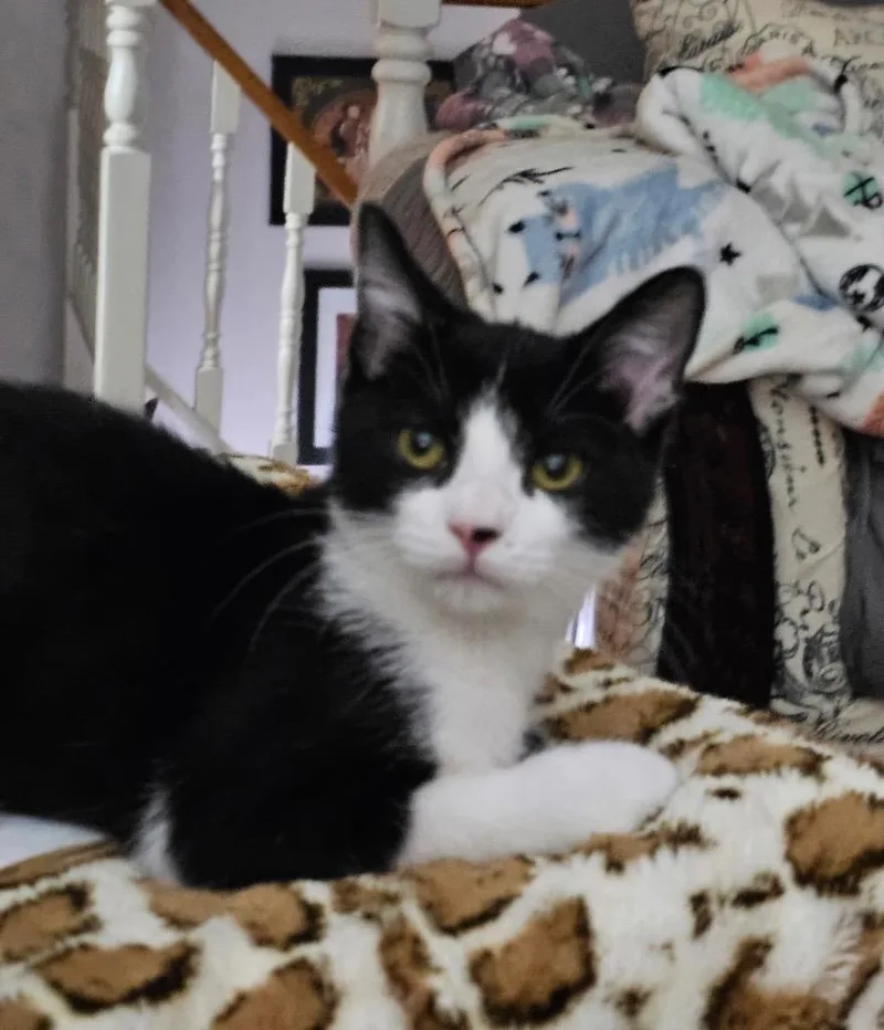 Sylvester thumbnail 2