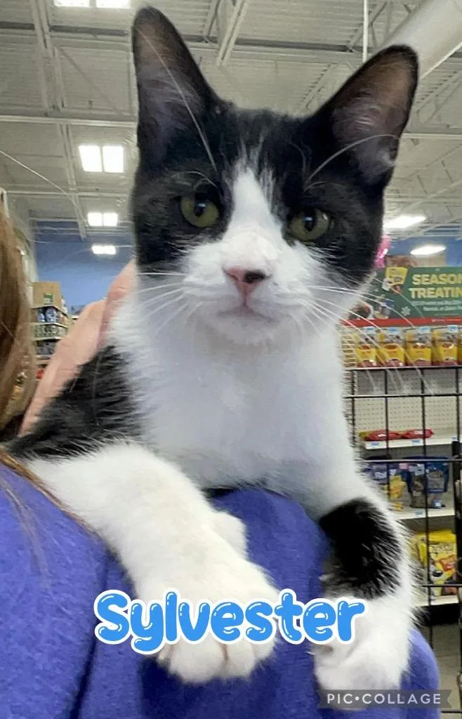 Sylvester thumbnail 6