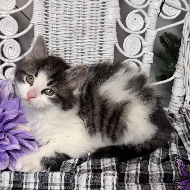 A baby small-sized male Brown / Chocolate Domestic Long Hair cat named Swirly Pockets for adoption in Eaton Rapids, MI