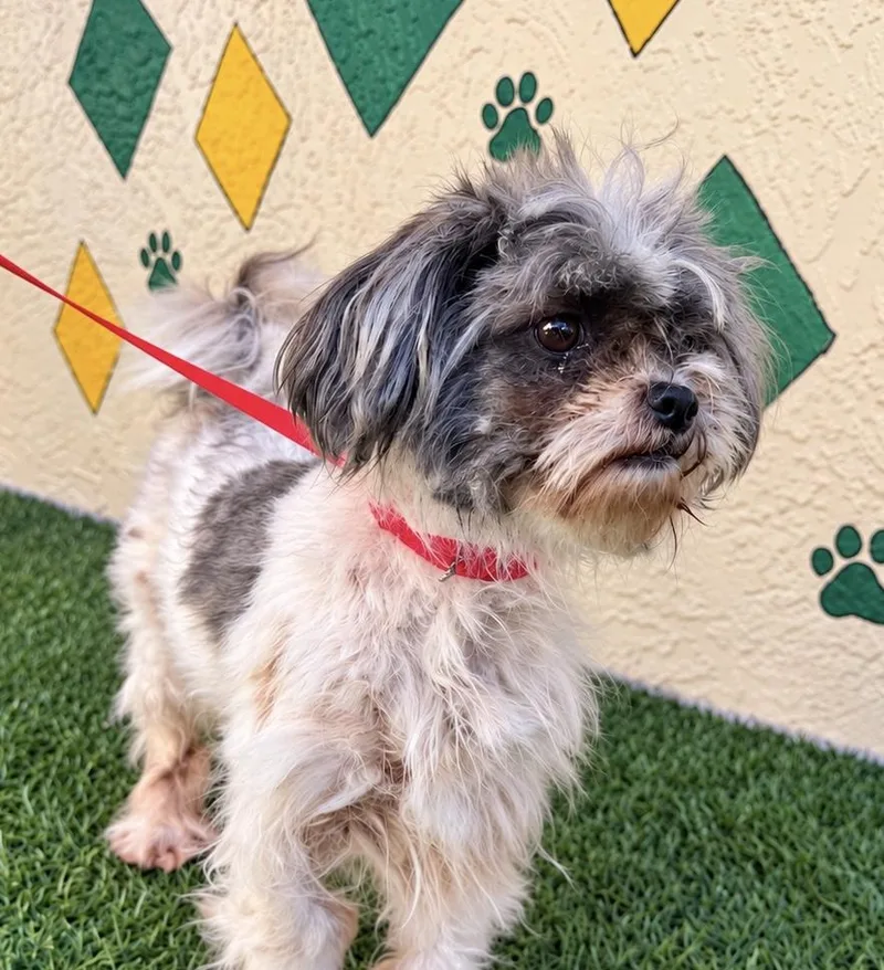 A young small-sized female Shih Tzu dog named Bonnie for adoption in Tifton, GA