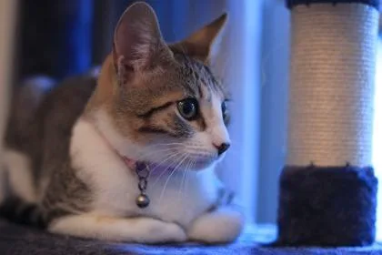 An adult large-sized female Domestic Short Hair cat named Roly Poly for adoption in Memphis, TN