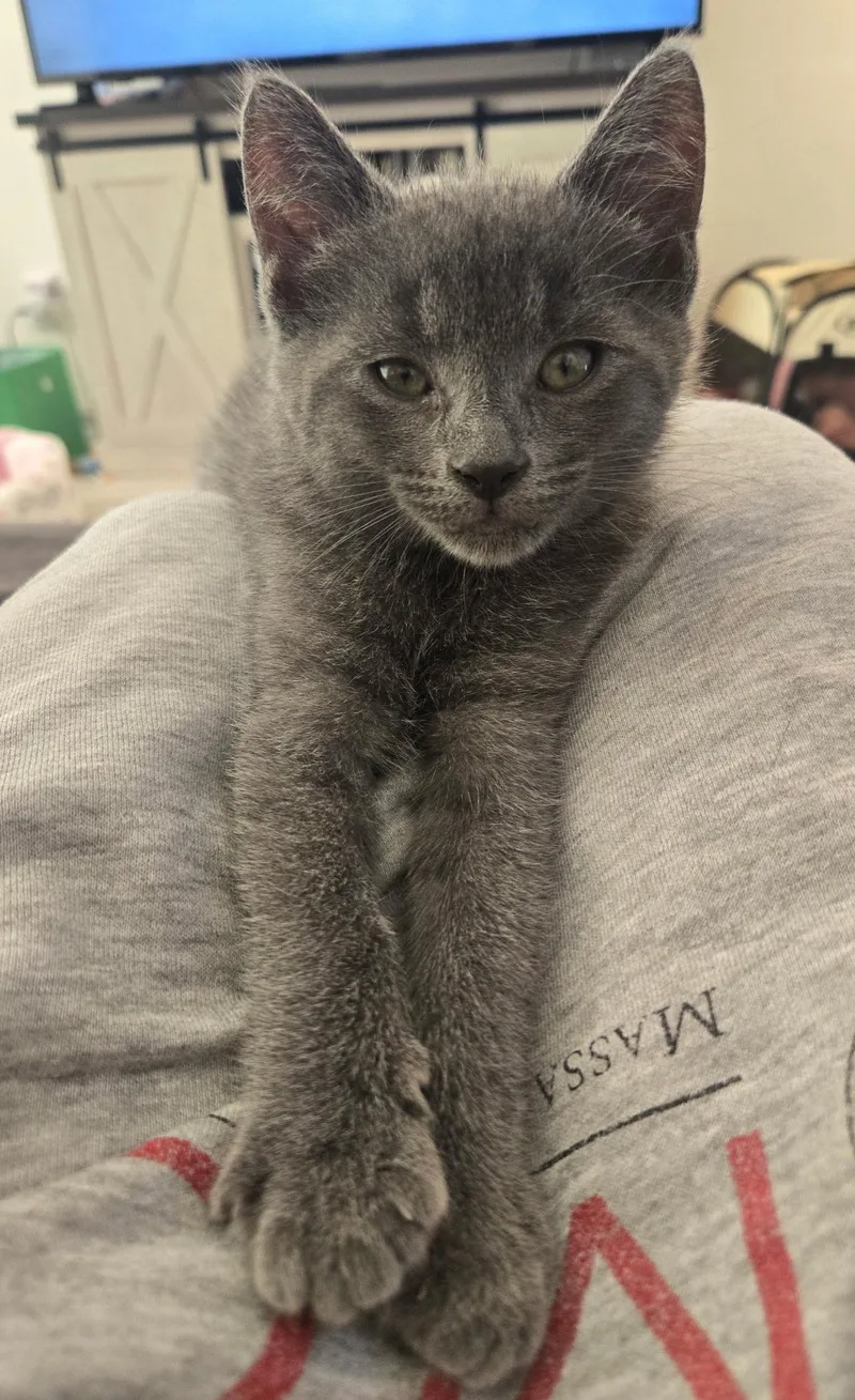A baby small-sized female Black & White / Tuxedo Domestic Short Hair cat named Maribel And Isabella for adoption in Lawrenceville, GA