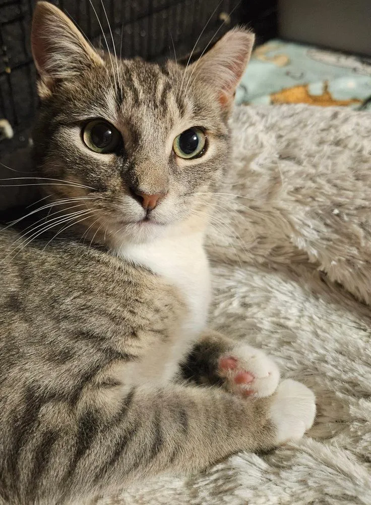 Mr. Gower thumbnail 2