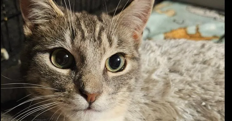 Mr. Gower thumbnail 3