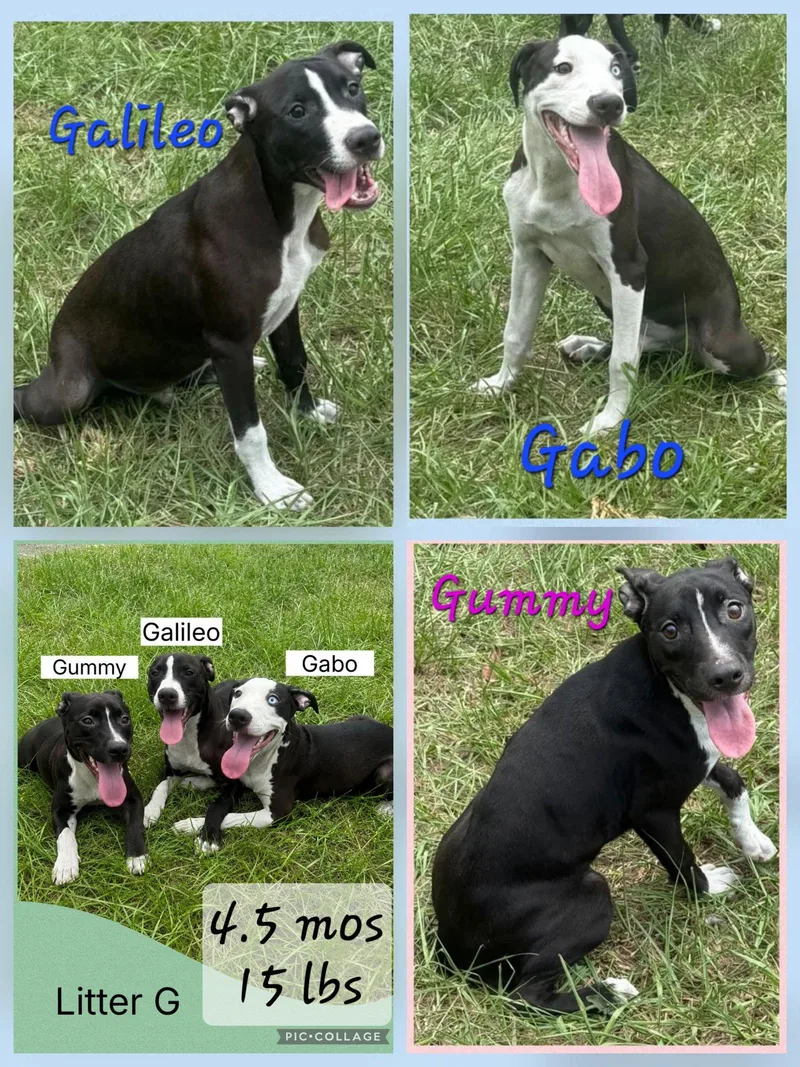 A young medium-sized male Whippet dog named Gabo for adoption in Virginia Beach, VA