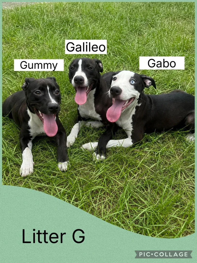 Gabo thumbnail 2