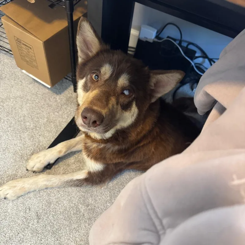 An adult medium-sized female Brown / Chocolate Husky dog named Maxine for adoption in Buffalo, MN