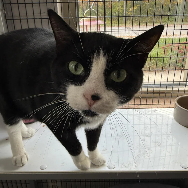 An adult large-sized male Domestic Short Hair cat named Panda for adoption in Oconto, WI