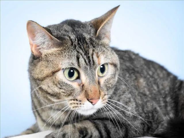 An adult small-sized female Domestic Short Hair cat named Pepper for adoption in Loveland, CO