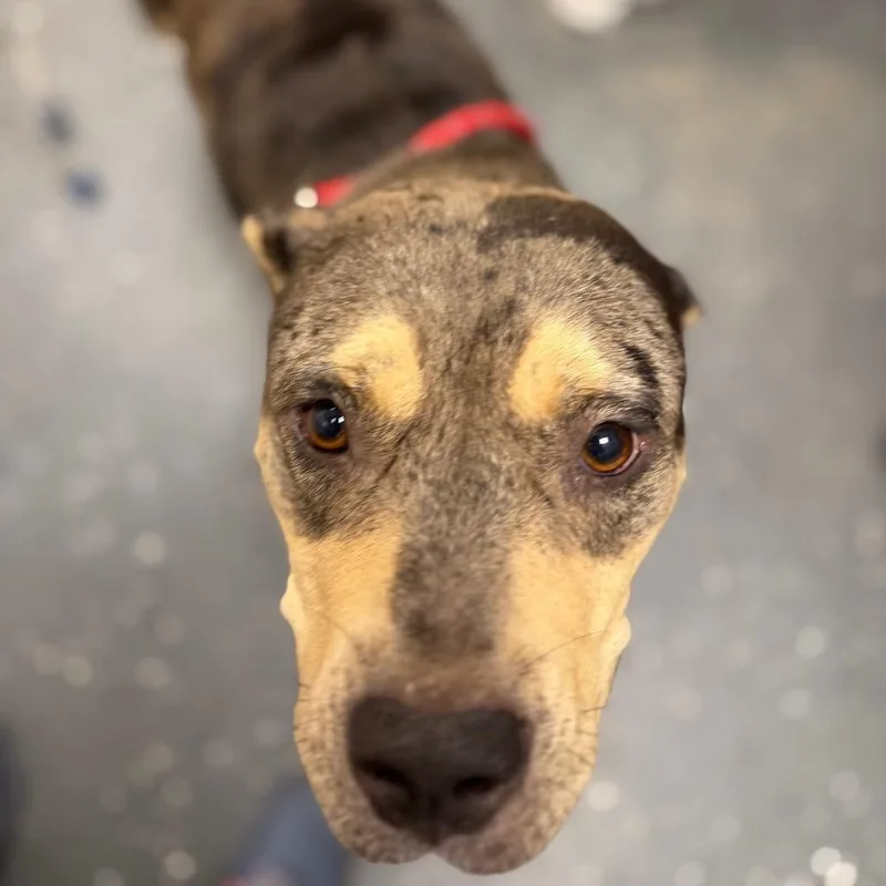 An adult medium-sized female Gray / Blue / Silver Mixed Breed dog named Donut Beanie for adoption in Columbiana, AL