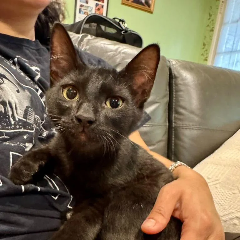 A baby small-sized female Black Domestic Short Hair cat named Amor for adoption in Long Beach, CA