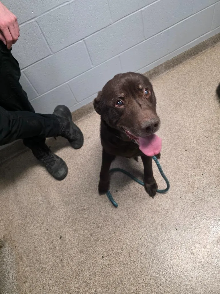 A senior medium-sized male Lakeland Terrier dog named Prince Charming for adoption in Troy, OH