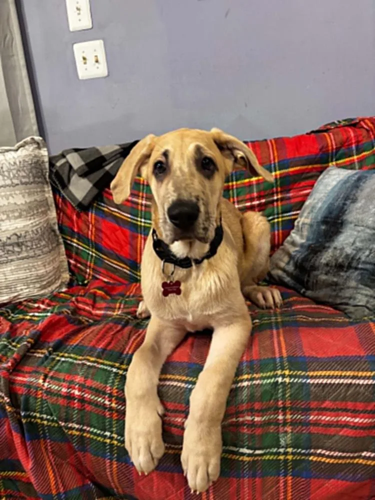 A baby large-sized male Great Dane dog named Frudo for adoption in Dutton, VA