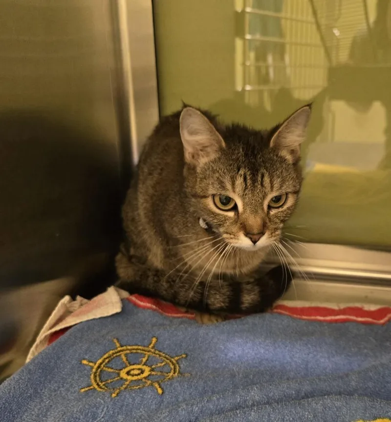An adult medium-sized female Domestic Short Hair cat named Ladybug for adoption in Dickson, TN