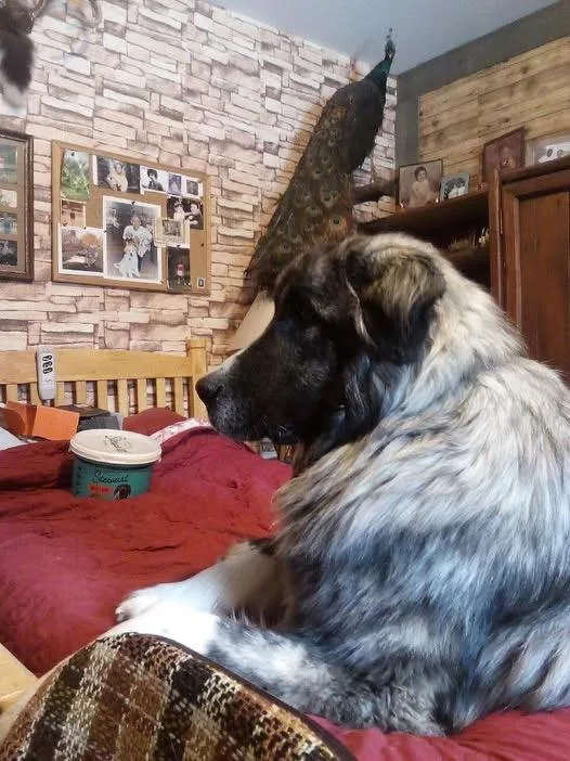 A young large-sized male Great Pyrenees dog named Odin for adoption in Albion, NY