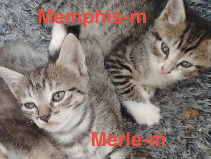 Merle
