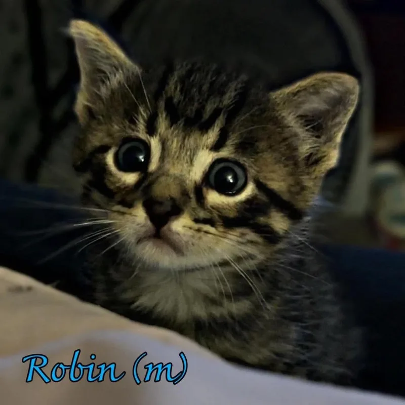 Robin