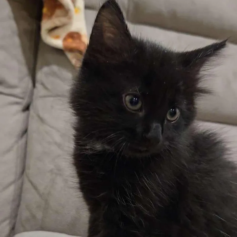 A baby small-sized male Black Domestic Short Hair cat named Bowser for adoption in Harrisonburg, VA