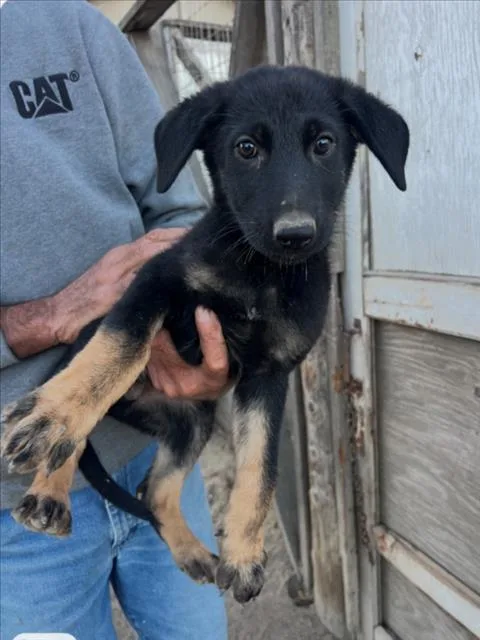 A baby small-sized male Belgian Shepherd / Malinois dog named A for adoption in Tracy, CA