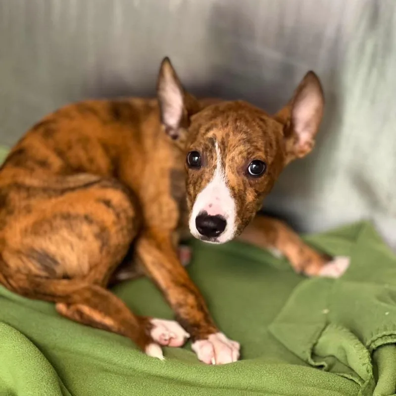 A baby small-sized male Yellow / Tan / Blond / Fawn Terrier dog named Chet for adoption in Weatherford, TX