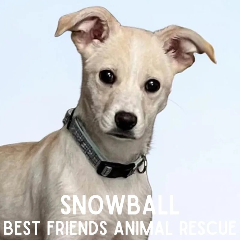 Snowball