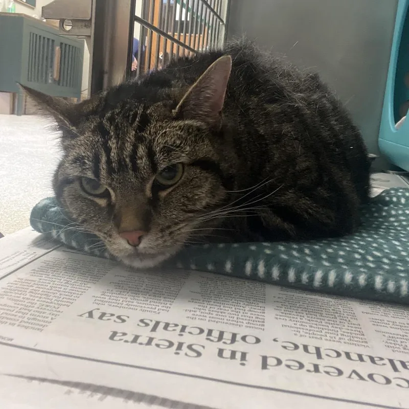 An adult large-sized female Tabby (Brown / Chocolate) Domestic Short Hair cat named Sage for adoption in Kansas City, KS