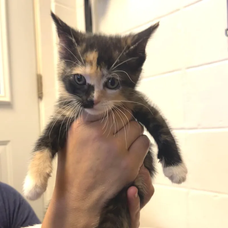 A baby small-sized female Tortoiseshell Domestic Short Hair cat named Tortuga for adoption in Albert Lea, MN