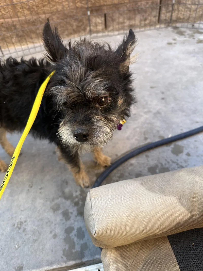 An adult small-sized male Terrier dog named Jynx for adoption in Las Vegas, NV