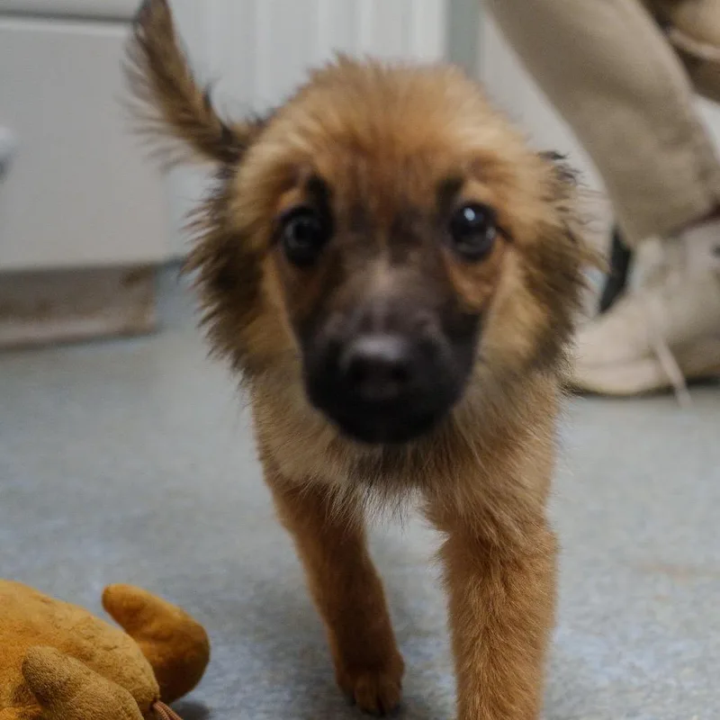 Tiramisu thumbnail 2