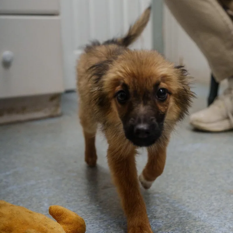 Tiramisu thumbnail 3