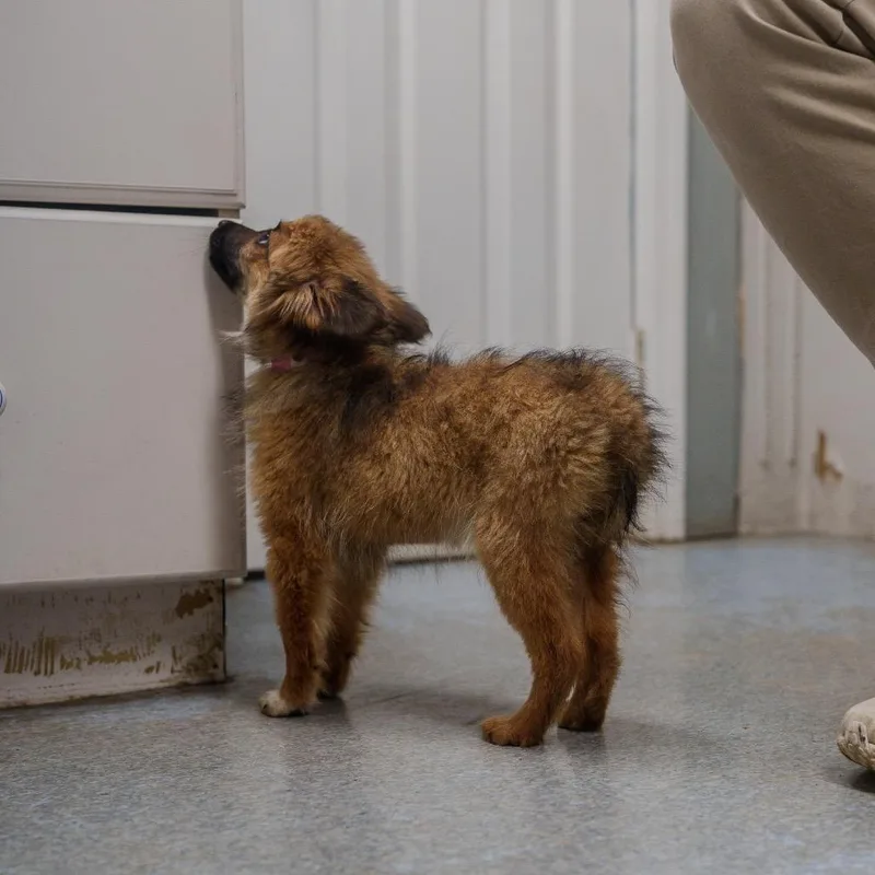 Tiramisu thumbnail 4