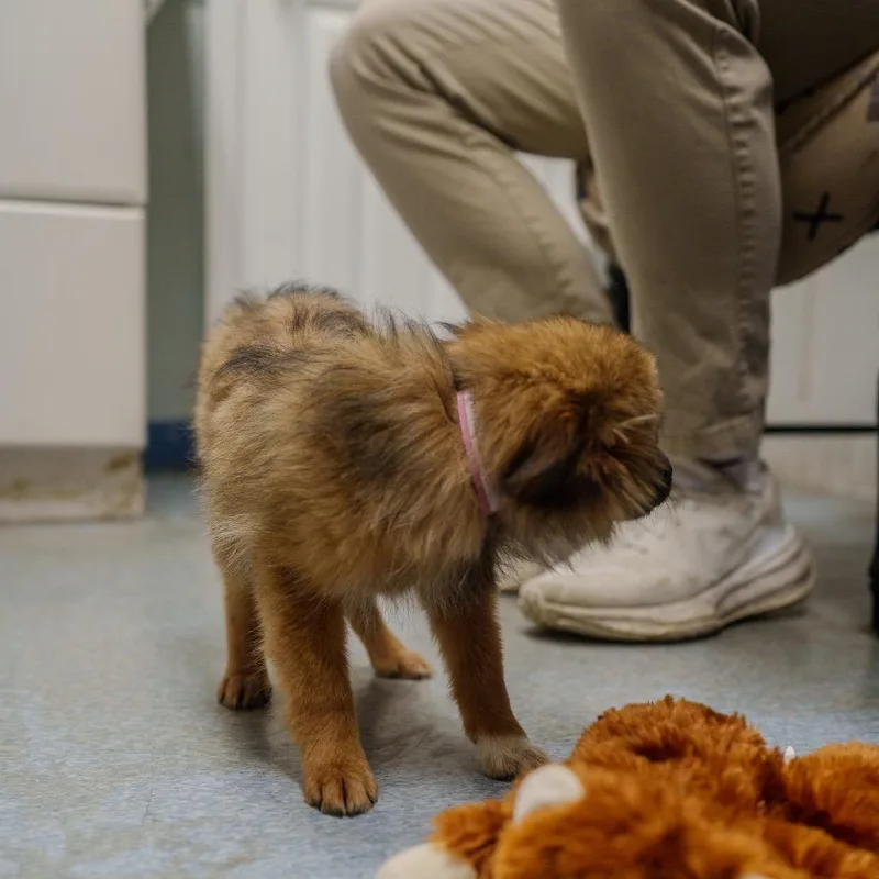 Tiramisu thumbnail 5