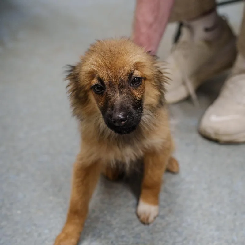 Tiramisu thumbnail 6